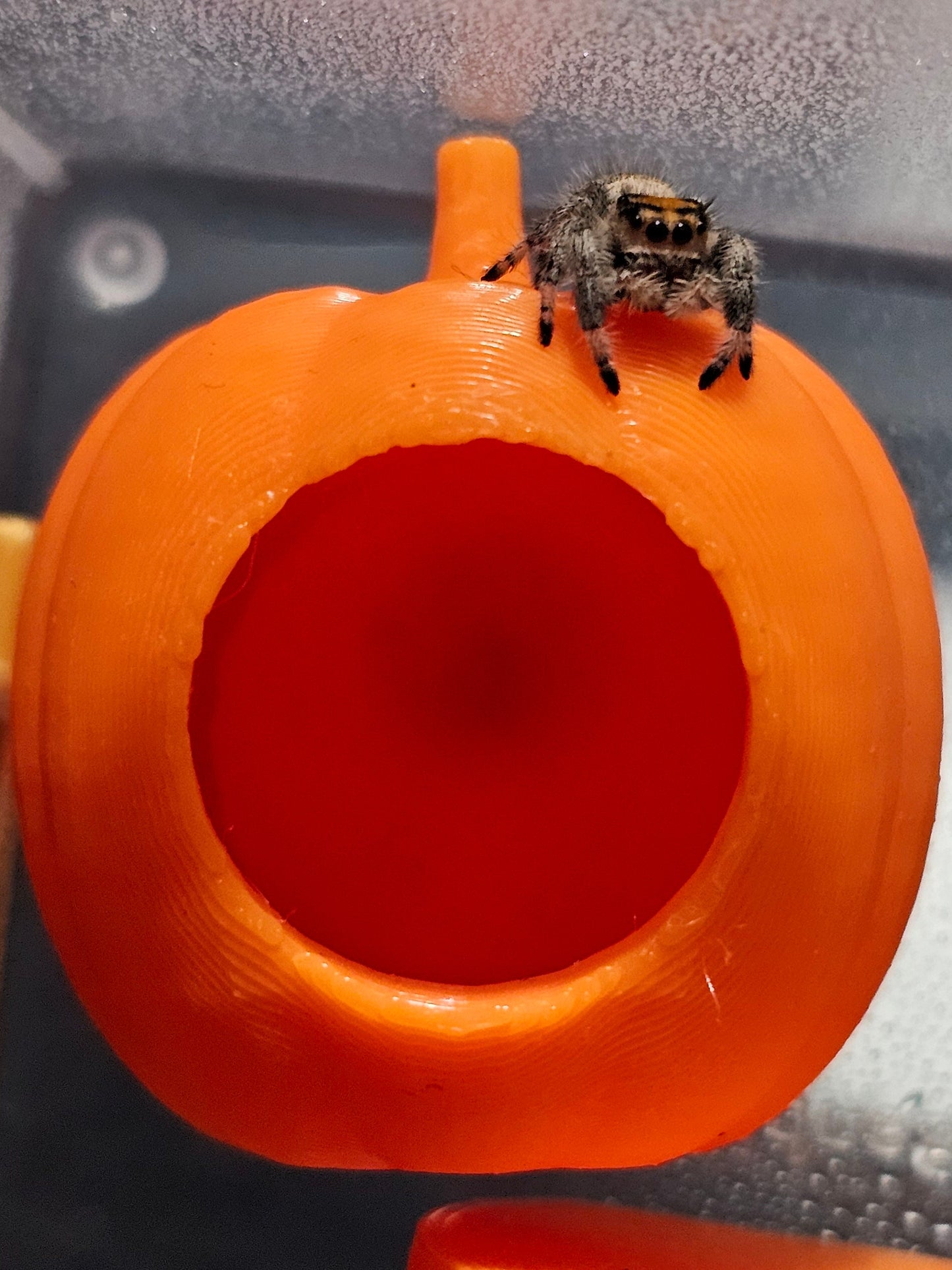 Magnetic Fall Pumpkin Hide for Jumping Spiders or arboreal Tarantula Slings/Juveniles